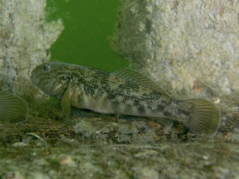 A goby, the black goby (Gobius niger), on a piece of wreckage in green water, at the Margareta af V&auml;t&ouml; wreck dive site, Konabbsfj&auml;rden, Nyn&auml;shamn, Stockholm, Sweden