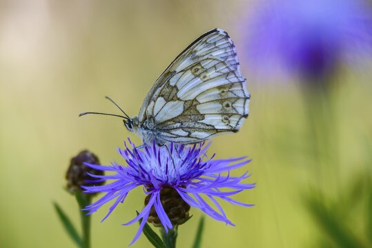 Board game, women's board, marbled white, melanargia galathea, checkerboard, butterfly, insects, butterflies, butterflies, butterflies, butterflies