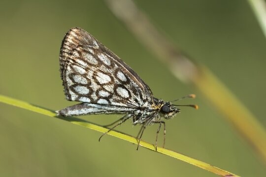 Hesperiidae, heteropterus morpheus, large chequered skipper, mirrorspot thighead, butterfly, thighead, insects, butterfly, butterflies