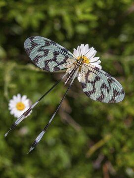 Threadlike, nemoptera sinuata, spoonwing, southeast European threadwing antlion, Greece, high size, portrait format, insects, web-winged