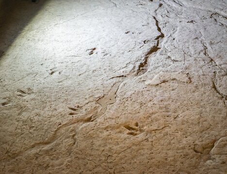 Cinosaur footprints in Sataplia nature reserve. Georgia