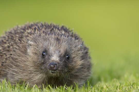 European hedgehog (Erinaceus europaeus) adult animal on an urban garden grass lawn, England, United Kingdom