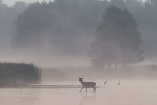 A red deer (Cervus elaphus) spike crosses a pond in the first light of day while mist rises over the water, morning mist, mystical, rutting season, deer rut, September, Germany