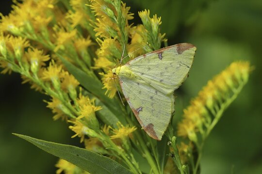 Yellow moth or Brimstone moth (Opisthograptis luteolata), sitting on European goldenrod (Solidago virgaurea), Wilden, North Rhine-Westphalia, Germany
