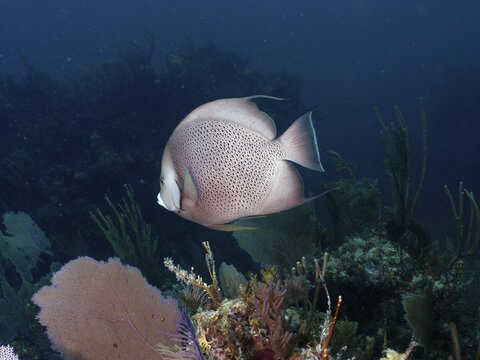 A fish with a dot pattern, Gray angelfish (Pomacanthus arcuatus), swims above a coral reef in the underwater world. Dive site John Pennekamp Coral Reef State Park, Key Largo, Florida Keys, Florida, USA