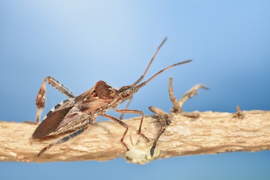 Western conifer seed bug (Leptoglossus occidentalis), North Rhine-Westphalia, Germany