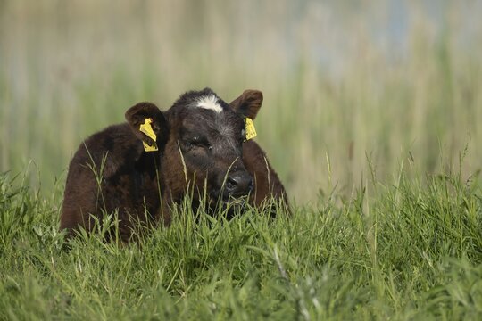 Cow (Bos taurus) juvenile calf sleeping on grass, Lincolnshire, England, United Kingdom