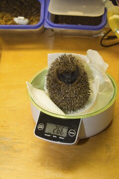 European hedgehog (Erinaceus europaeus) adult animal being weighed at a hedgehog rescue centre, England, United Kingdom