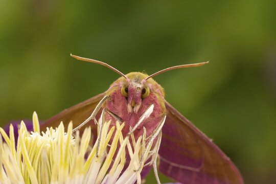 Elephant hawkmoth (Deilephila elpenor) adult moth insect on a garden Clematis flower in summer, Suffolk, England, United Kingdom