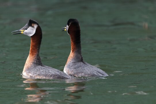 Podiceps grisegena, red-necked grebe, red-necked grebe, courtship behavior, birds, courtship display, grebe, podicipedidae, divers, birds, waterbirds, waterbirds