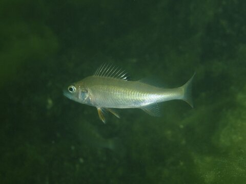 River perch (Perca fluviatilis), or &lsquo;Egli', swimming in dark water, surrounded by greenery, at the Baumg&auml;rtli dive site, Lake Zug, Lake Immen, Canton of Schwyz, Switzerland