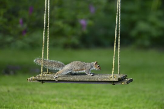 Grey squirrel (Sciurus carolinensis) adult animal on a garden swing, England, United Kingdom