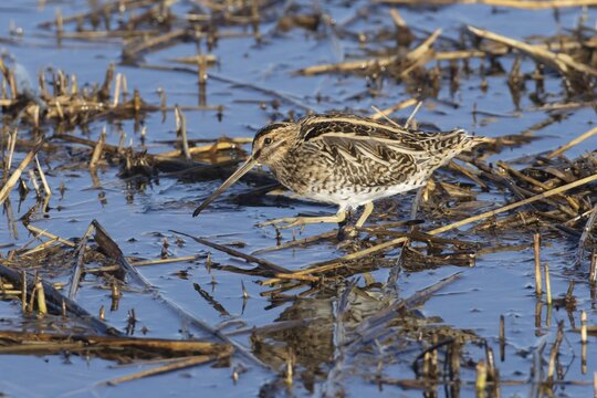 Common snipe (Gallinago gallinago) adult bird walking in a reedbed, England, United Kingdom