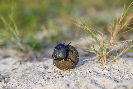 Dung beetle (Catharsius gorilla) rolling a dung ball, Loango National Park, Parc National de Loango, Ogoou&eacute;-Maritime Province, Gabon