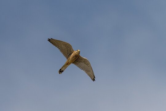 Falco tinnunculus, Common Kestrel, kestrel, birds, falconiformes, falcons, flying, flight, birds of prey, couple, raptors, birds