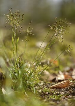Hairy groves, hairy marbles, rushes, spring groves, hairgroves, grogroves, juncaceae, luzula pilosa, flora, hairy wood rush, high size, vertical format, plants, plants