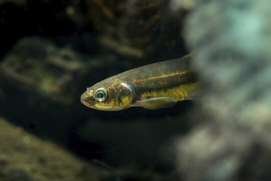 Bitterfish, minnow, Eurasian minnow, minnow, prille, phoxinus phoxinus, common minnow, fish, fishes, rivers, pisces