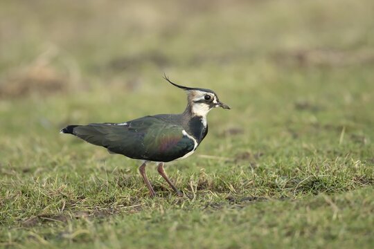 Northern Lapwing (Vanellus vanellus) adult wading bird in grassland, England, United Kingdom
