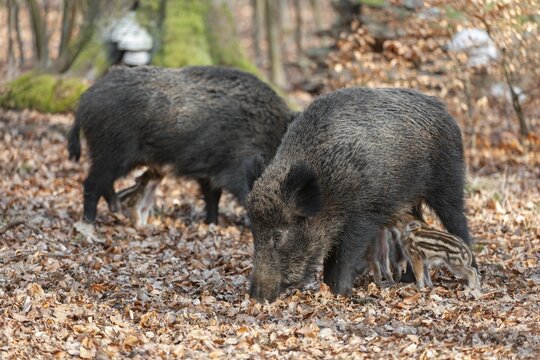 Wild boar, wild boar (Sus scrofa), two females suckling young boars, Germany