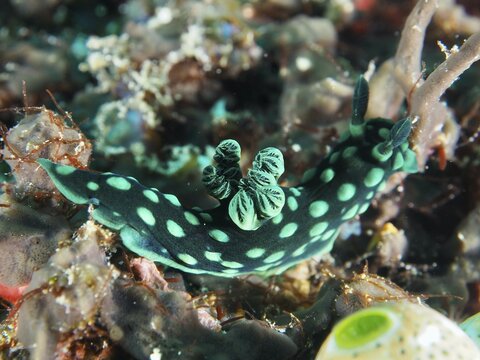Green neon star snail (Nembrotha cristata) with dots on a coral reef, surrounded by marine organisms, dive site SD, Nusa Ceningan, Nusa Penida, Bali, Indonesia