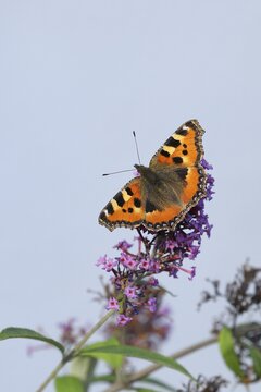 Small tortoiseshell (Aglais urticae), on summer lilac or butterfly-bush (Buddleja davidii), Wilden, North Rhine-Westphalia, Germany