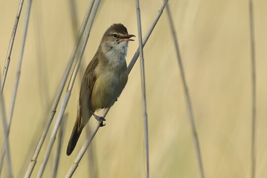 Great Reed Warbler (Acrocephalus arundinaceus), singing at reed stem, Burgenland, Austria