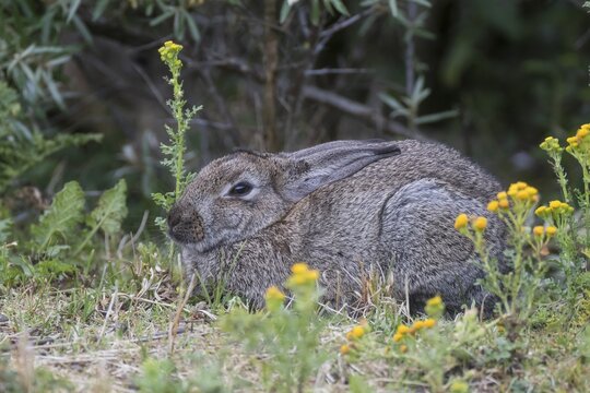 Wild common rabbit (Oryctolagus cuniculus), Texel, West Frisian Islands, Province of North Holland, Holland, The Netherlands