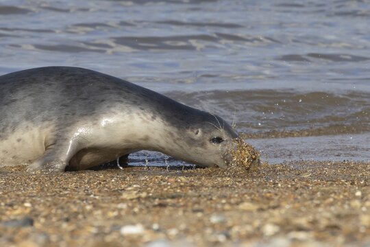 Common seal (Phoca vitulina) adult animal burying its head into the shingle on a beach, Norfolk, England, United Kingdom
