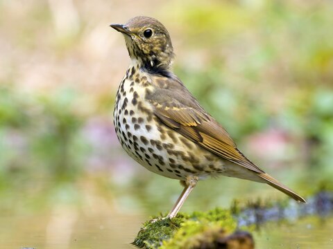 Song Thrush (Turdus philomelos) sitting on a mossy root, Solms, Hesse, Germany