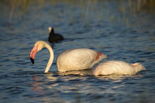 Afro-Asian Greater Flamingo, Eurasian Flamingo, European Flamingo, Granelli, Greater Flamingo, Italy, Pantano Cuba Lagoon, Pantano Longarini Lagoon, Pantani Cuba and Longarini, Phoenicopterus Roseus, Rosy Flamingo, Migratory Bird Sanctuary Pantani Cuba & Longarini, Birds, Ciconiiformes, Flamingo, Italy birds, Sicily, Foundation for Biodiversity, stork birds, birds