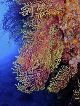 Violescent sea-whip (Paramuricea clavata), Iles Medes dive site, L' Estartit, Costa Brava, Spain, Mediterranean Sea