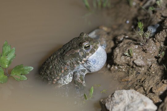Bufo viridis, Bufotes viridis, green toad, toad, amphibians, amphibians, courtship behavior, call, courtship display, toads, amphibians, call
