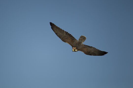 Lanner falcon (Falco biarmicus) adult bird of prey diving down in flight, England, United Kingdom - Captive