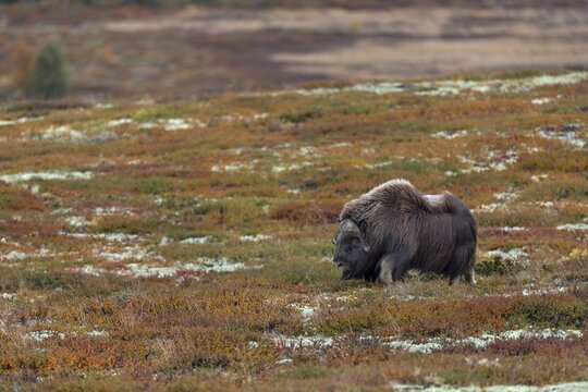 A musk ox bull (Ovibos moschatus) walks purposefully through the tundra, autumn, autumn landscape, Ruska, tundra landscape, September, Norway