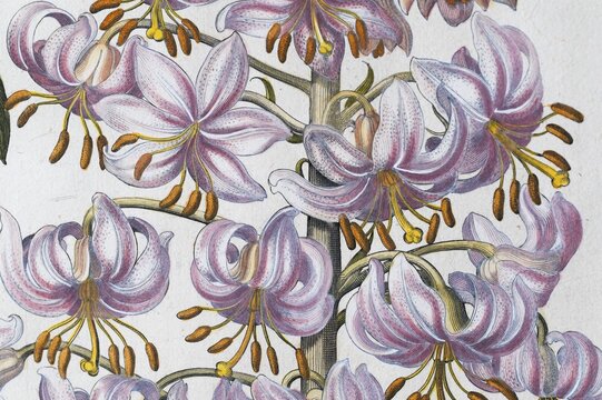 Flowers, spotted Turk's cap lily (Lilium Martagon), hand-coloured copperplate engraving by Basilius Besler, from Hortus Eystettensis, 1613