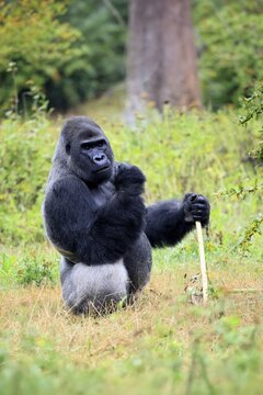 Western gorilla (Gorilla gorilla), adult, male, silverback, sitting on the ground, alert