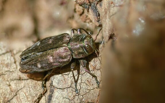 Chrysobothris affinis, gold pit oak splendour beetle, goldmine oak beetle, golddot hardwood beetle, beetle, coleoptera, insects, beetles