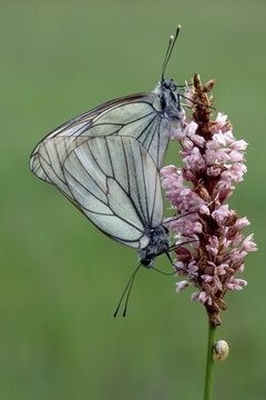Black-veined White butterfly (Aporia crataegi) perched on a blossom, Filz near Woergl, Tyrol, Austria, Europe