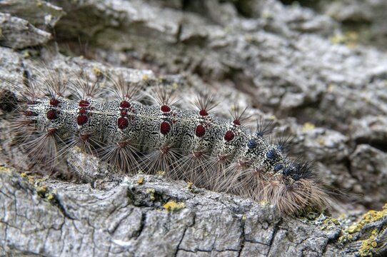 Gypsy moth, Lymantria dispar, spongemoth, butterfly, inchworm, insects, moths, moths, moths, caterpillar, butterfly