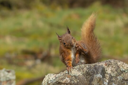 Red squirrel (Sciurus vulgaris) adult animal scratching itself on a dry stone wall, Yorkshire, England, United Kingdom