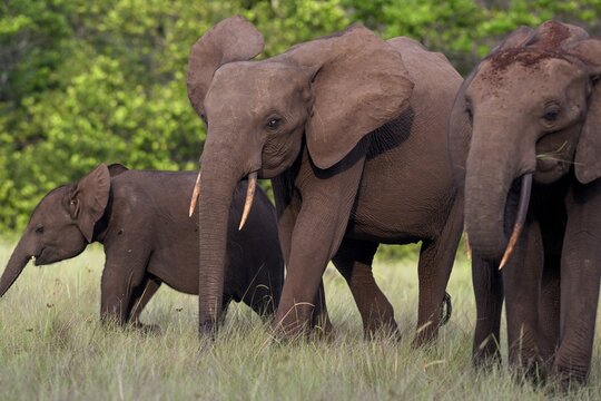 African forest elephants (Loxodonta cyclotis) in a clearing in Loango National Park, Parc National de Loango, Ogoou&eacute;-Maritime Province, Gabon