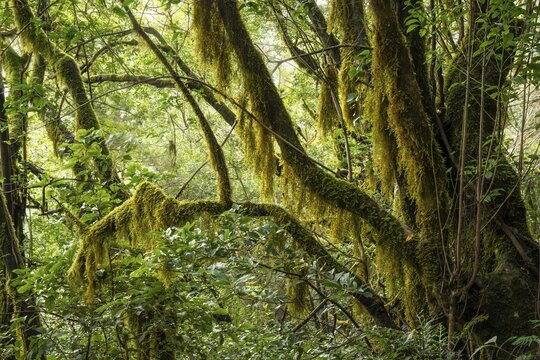 Trees with mosses and lichens in the laurel forest. Garajonay National Park, La Gomera, Canary Islands, Spain