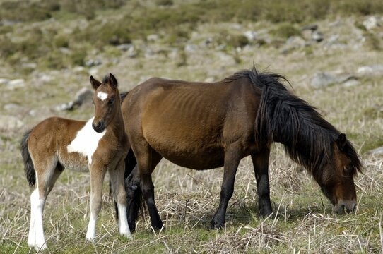 Pony with foal Dartmoor National Park Devon England
