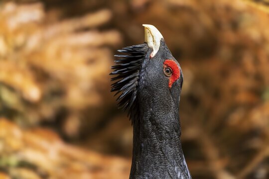 Lateral view of a black bird with open beak and red crest, capercaillie, cock (Tetrao urogallus), France