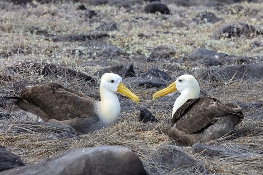 Galapagos albatross (Phoebastria irrorata), Galapagos, Ecuador