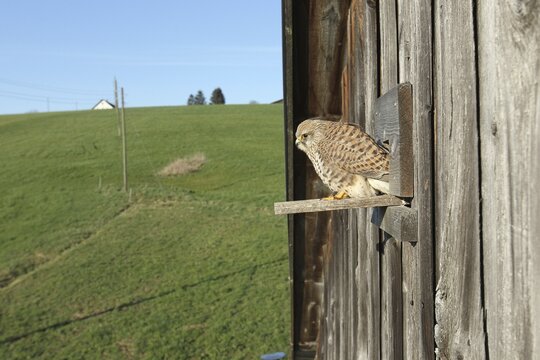 Kestrel (Falco tinnunculus) female at the breeding site in a field barn, Allg&auml;u, Bavaria, Germany, Allg&auml;u, Bavaria, Germany