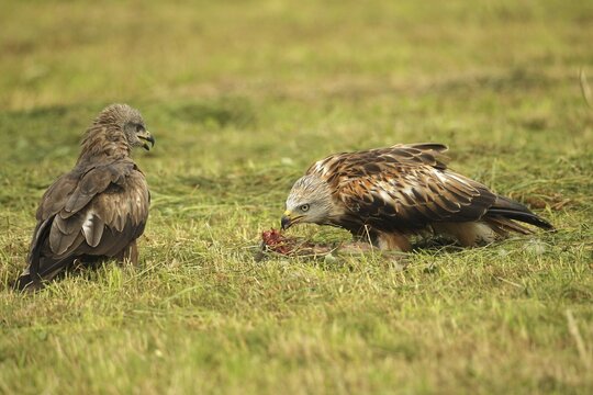 Red kite (Milvus milvus) adult bird at dead young fox (Vulpes vulpes) on freshly mown meadow, fledgling begs parent for food with open beak, Allg&auml;u, Bavaria, Germany, Allg&auml;u, Bavaria, Germany