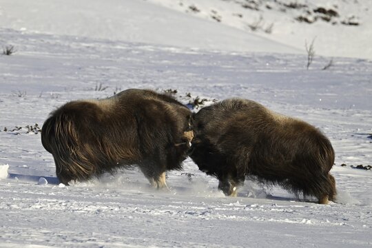 Two musk oxen (Ovibos moschatus) duel head to head in the snow, Dovrefjell-Sunndalsfjella National Park, Norway