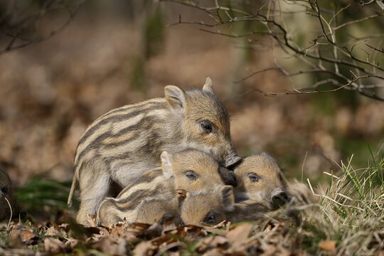 European wild boar (Sus scrofa scrofa), freshlings, North Rhine-Westphalia, Germany