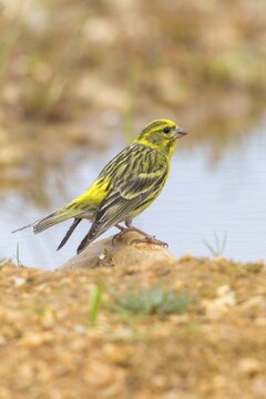 European Serin, serine, serinus serinus, bath, bird bath, birds, high size, portrait format, passeri, songbirds, potions, birdbath, birds, watering place